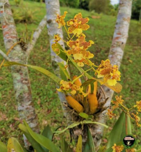 Orquidea-lluvia-de-oro