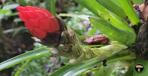 Tillandsia-anceps